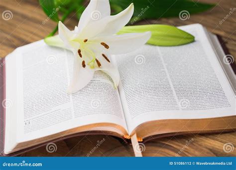 聖經 百合花